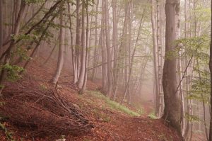 Gestione attiva del patrimonio boschivo Gestione attiva del patrimonio boschivo