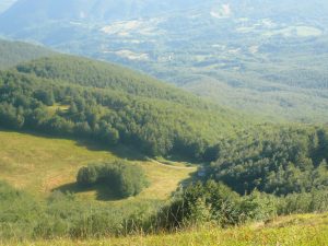 Allarme nummularia: faggete appenniniche a rischio Allarme nummularia: faggete appenniniche a rischio