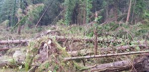 Come gestire le foreste schiantate al suolo Come gestire le foreste schiantate al suolo