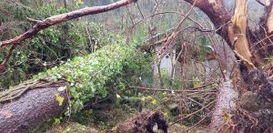 Trento: la situazione lasciata dal maltempo Trento: la situazione lasciata dal maltempo