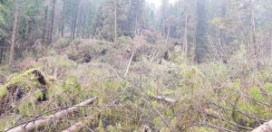 Veneto e Belluno: la situazione lasciata dal maltempo Veneto e Belluno: la situazione lasciata dal maltempo