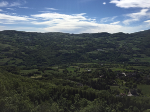 Il bosco ceduo nell’Appennino modenese Il bosco ceduo nell’Appennino modenese