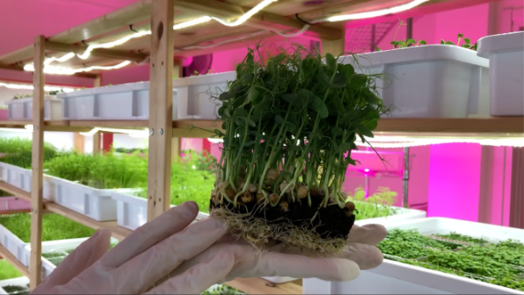 Microgreens: giovani e teneri ortaggi Microgreens: giovani e teneri ortaggi