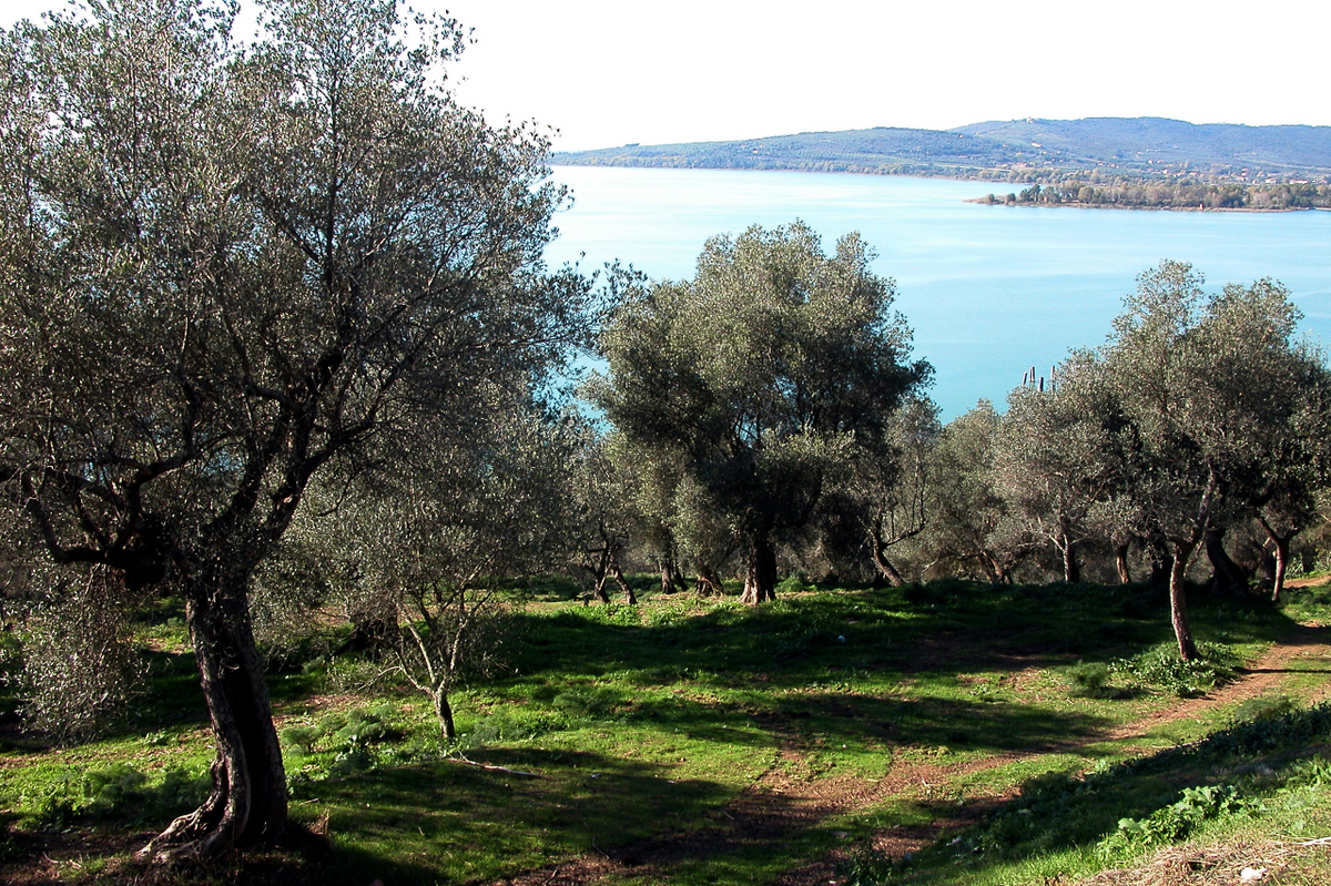 Vicenda Xylella fastidiosa: una questione irrisolta Vicenda Xylella fastidiosa: una questione irrisolta