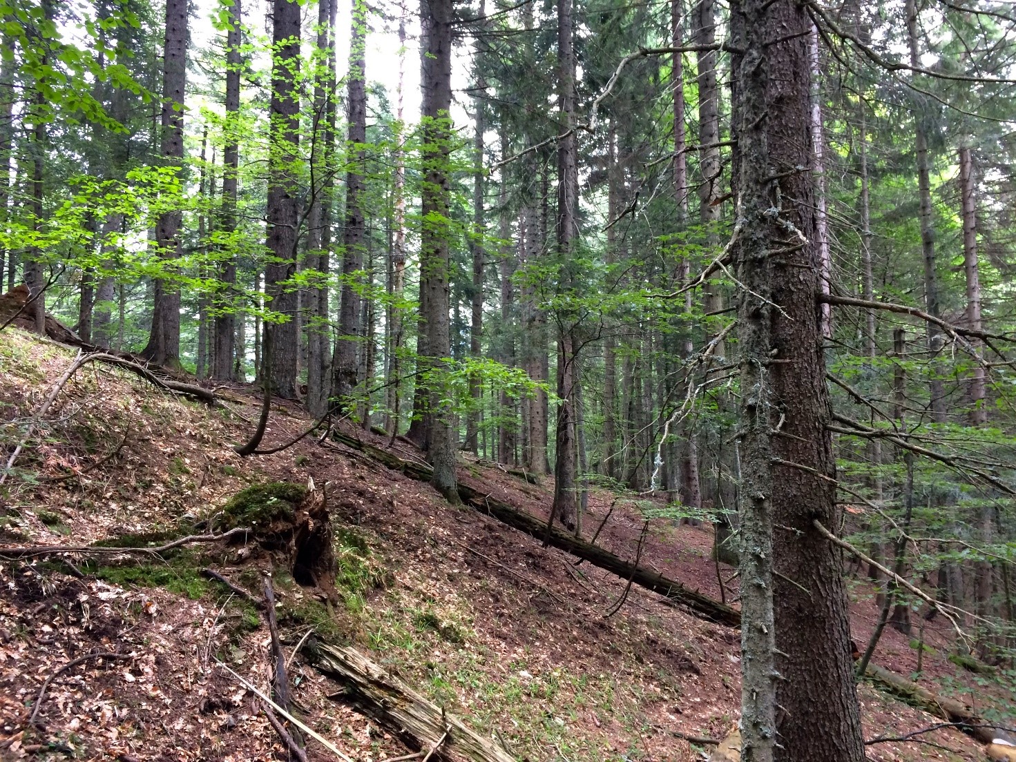 Progetto CaSCo e certificato Low Carbon Timber Progetto CaSCo e certificato Low Carbon Timber