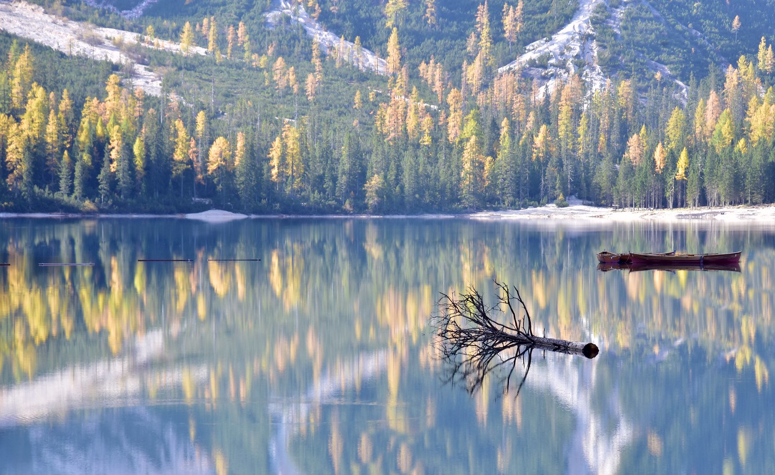 Il futuro delle foreste europee Il futuro delle foreste europee