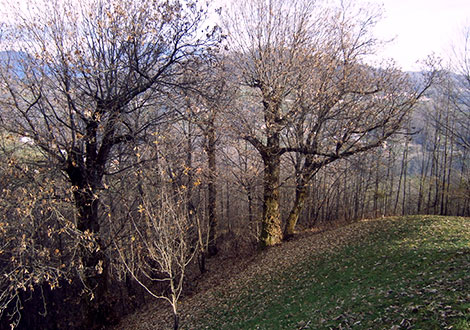 Rivitalizzare la value-chain del legno delle Piccole Dolomiti con la produzione locale di carbone di legna Rivitalizzare la value-chain del legno delle Piccole Dolomiti con la produzione locale di carbone di legna