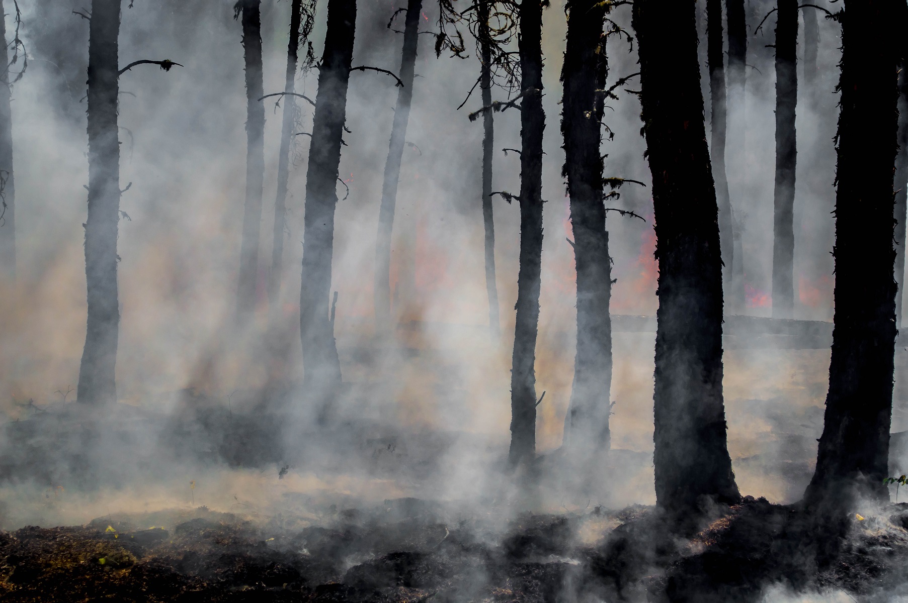Monte Pisano pronto alla rinascita con la ‘Comunità del bosco’ Monte Pisano pronto alla rinascita con la ‘Comunità del bosco’