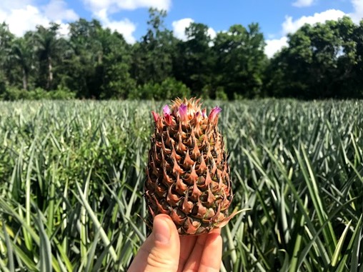 Life Cycle Assessment delle coltivazioni di ananas in Repubblica Dominicana Life Cycle Assessment delle coltivazioni di ananas in Repubblica Dominicana