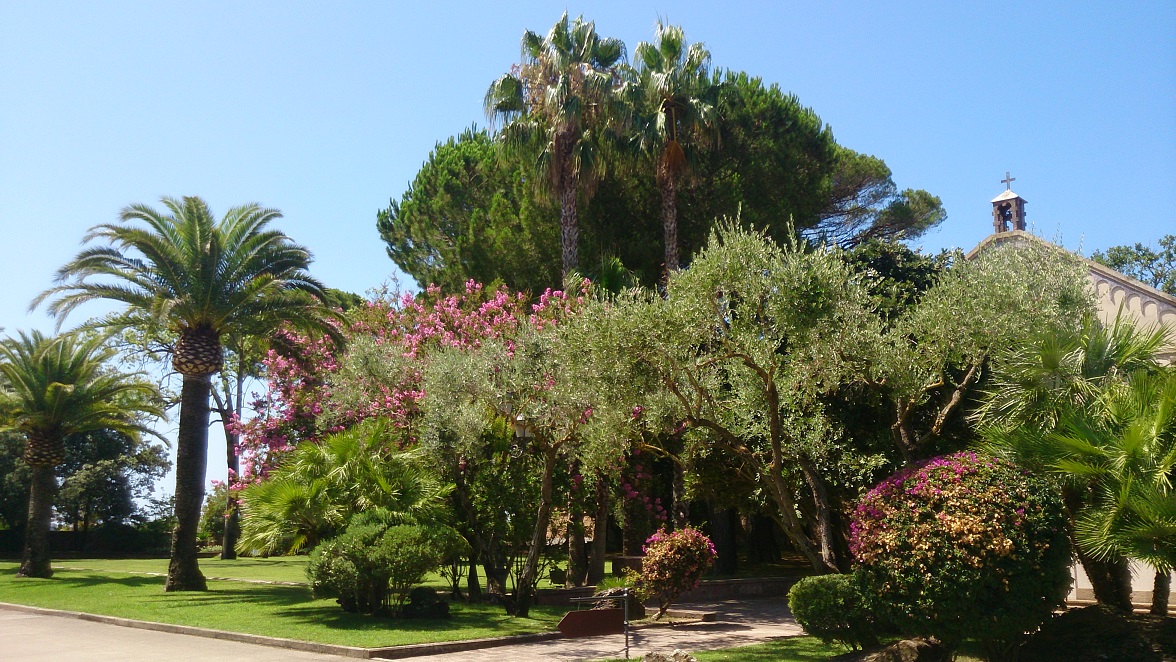 Gli alberi ed il contesto urbano Gli alberi ed il contesto urbano