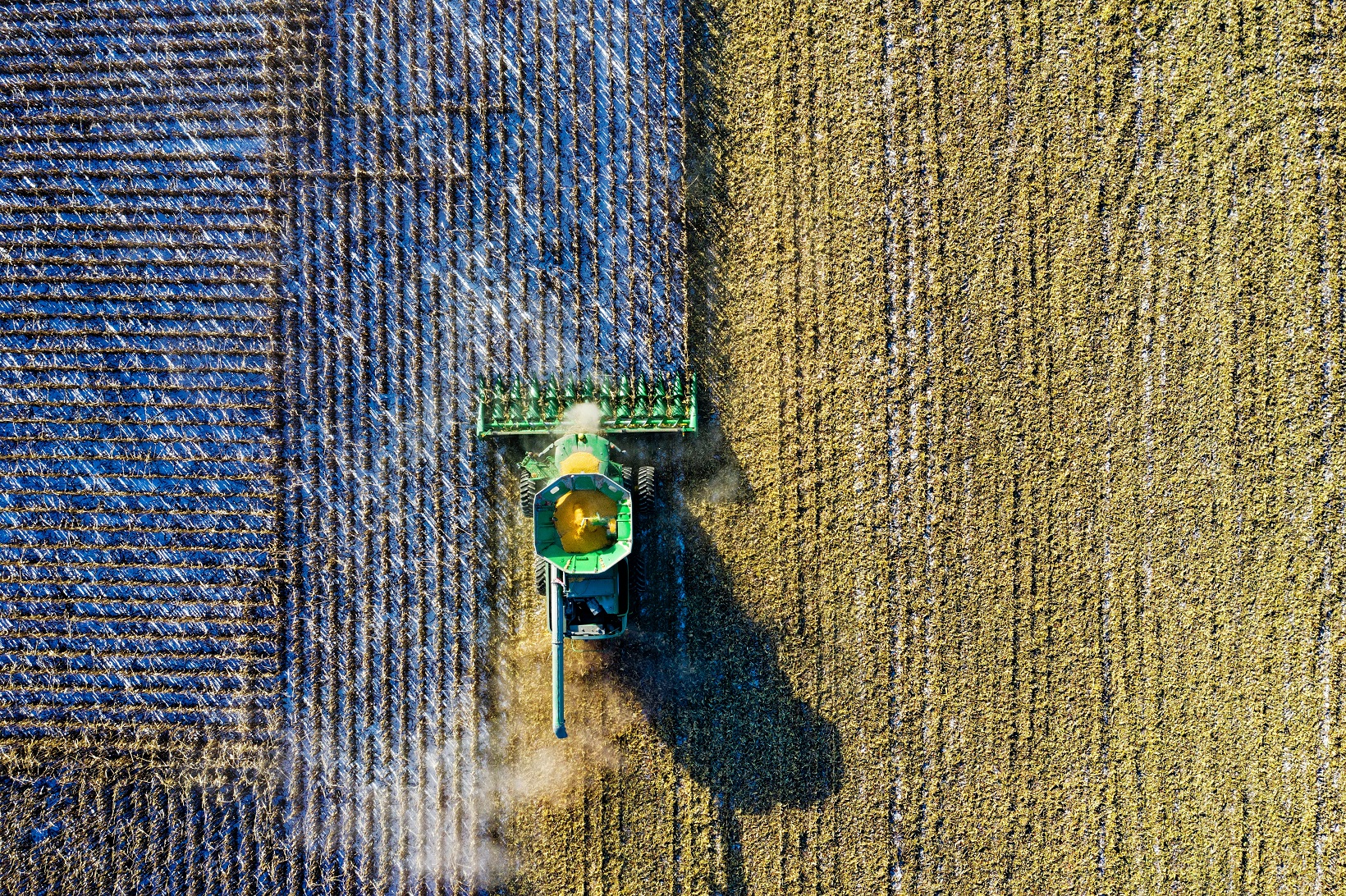 Il grano e la guerra Il grano e la guerra