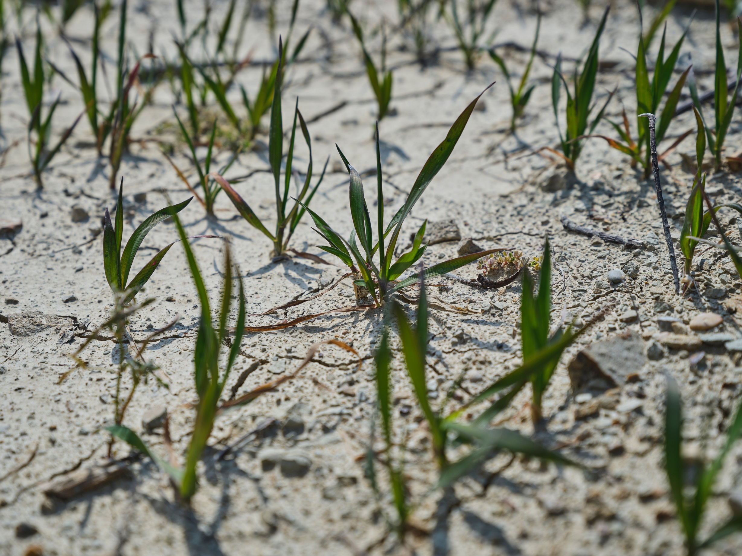 Siccità e cambiamento climatico: l’azione dei dottori agronomi e dottori forestali. Siccità e cambiamento climatico: l’azione dei dottori agronomi e dottori forestali.