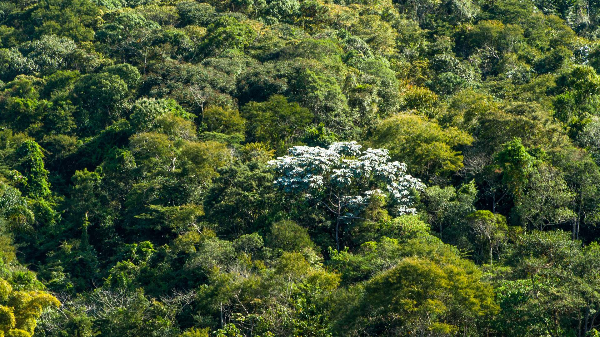 FAQ – Il Regolamento EU Timber Regulation FAQ – Il Regolamento EU Timber Regulation