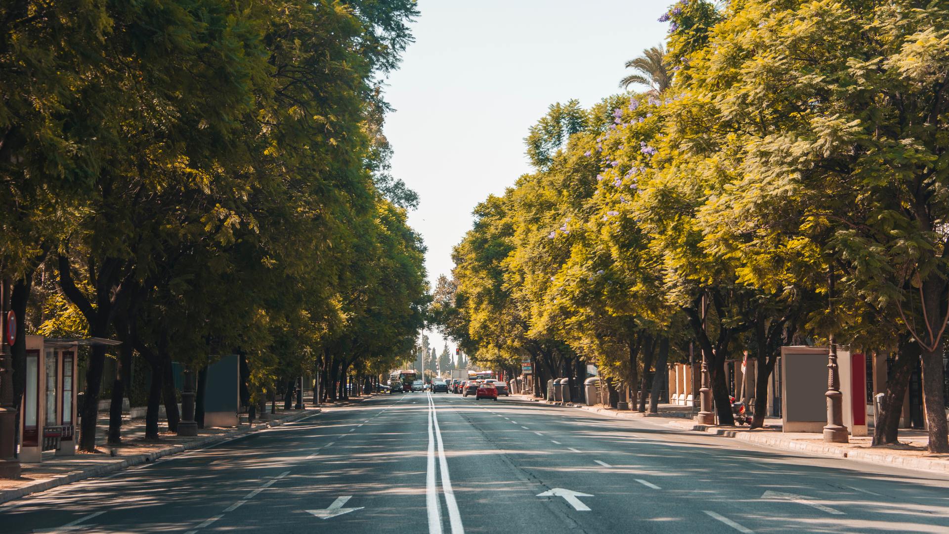 Valutazione fitostatica degli alberi Valutazione fitostatica degli alberi