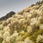 Quanti alberi si possono tagliare? Quanti alberi si possono tagliare?