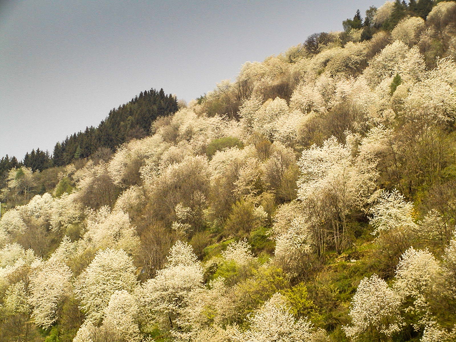 Quanti alberi si possono tagliare? Quanti alberi si possono tagliare?