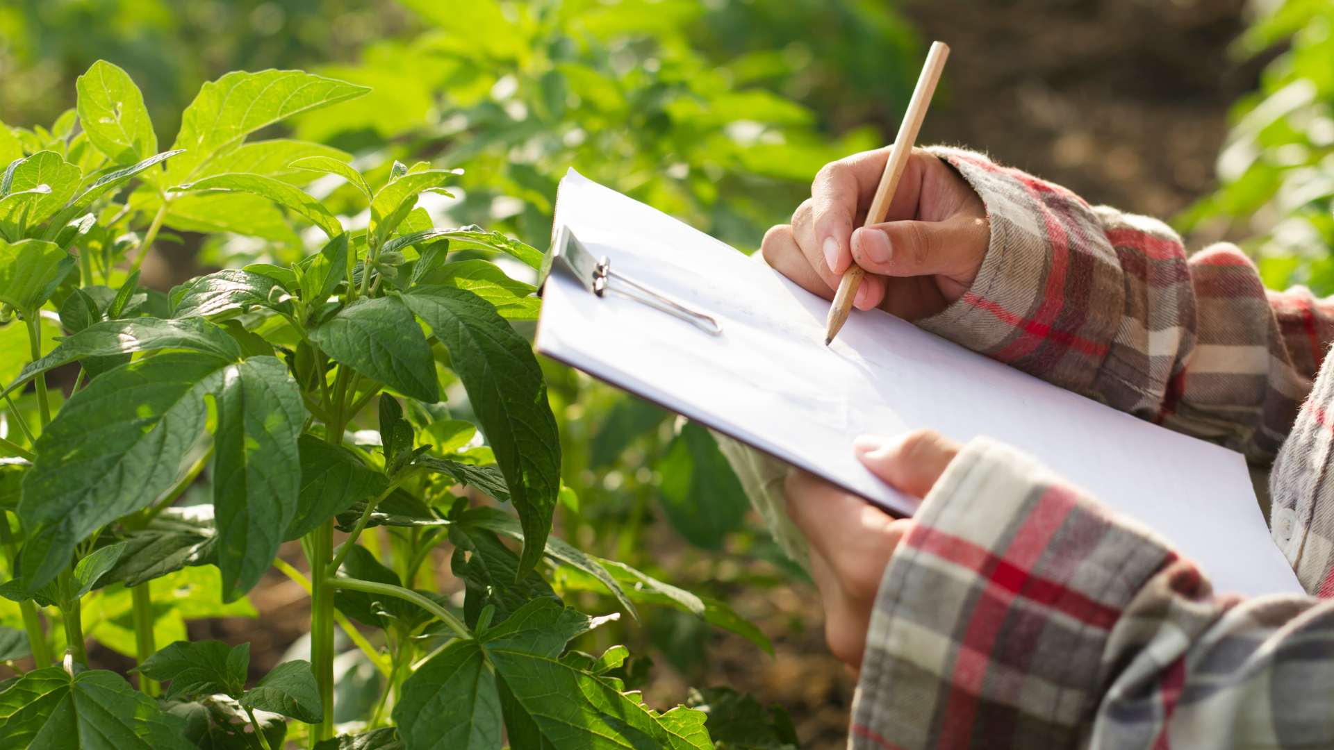 Le produzioni vegetali e il ruolo dei dottori agronomi e dei dottori forestali Le produzioni vegetali e il ruolo dei dottori agronomi e dei dottori forestali