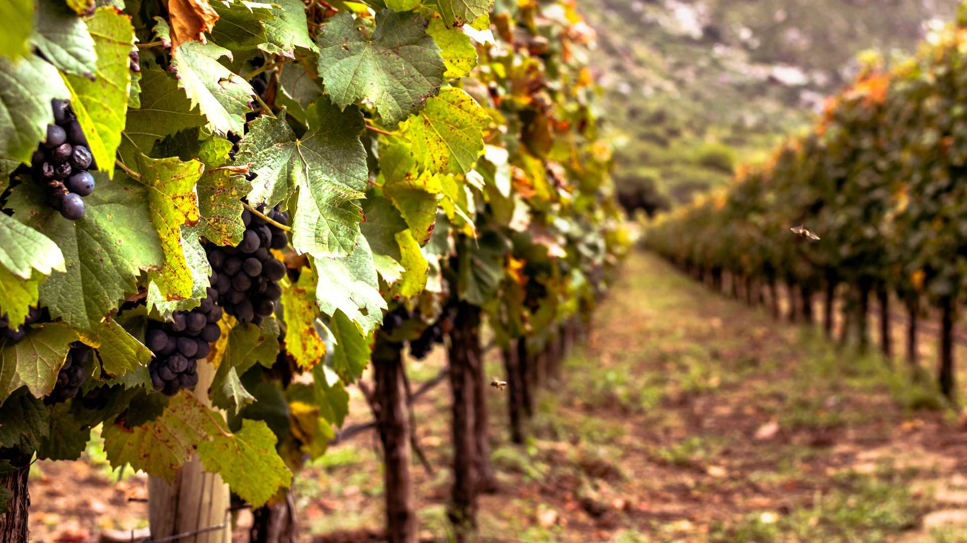 Vendemmia 2024: Italia divisa in due, anno difficile e complesso Vendemmia 2024: Italia divisa in due, anno difficile e complesso